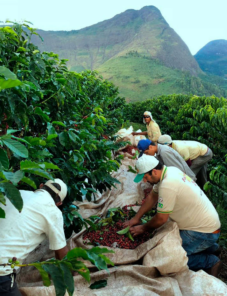 Brazil - Natural